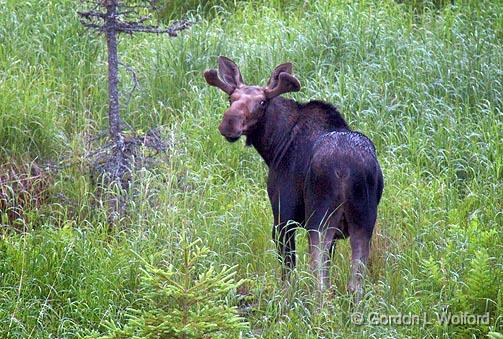 Curious Moose_02923.jpg - Photographed on the north shore of Lake Superior near Marathon, Ontario, Canada.